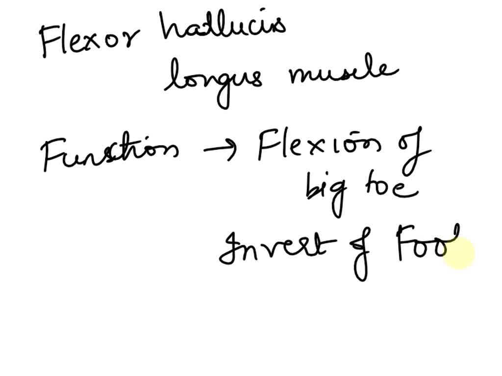 SOLVED The trapezius muscle is stimulated to move by the nerve.