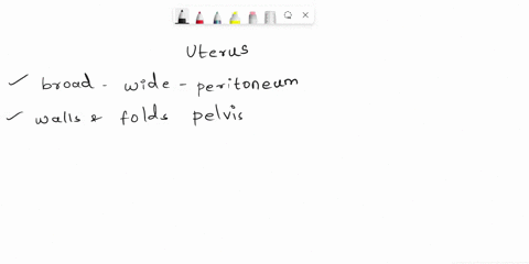 the-uterus-is-anchored-by-the-broad-ligament-suspensory-ligament-and-the-round-ligament-ofalse-33134