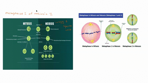 during-metaphase-i-of-meiosis-i-if-a-homologous-pair-of-chromosomes-do-not-line-up-together-at-the-metaphase-plate-what-can-result-the-cell-will-continue-cell-division-causing-some-of-the-da-70009