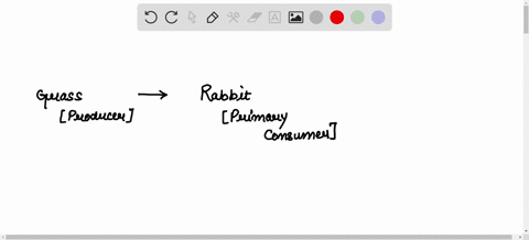 make-a-food-web-with-the-following-organisms-rabbit-owl-snake-grass-hawk-mouse-22424