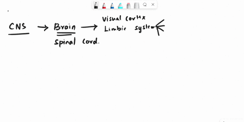 26-the-limbic-system-in-the-central-nervous-system-sustains-many-vegetative-functions-in-mammals-and-is-closely-associated-with-structures-that-process-cues-about-01-vision-gustation-olfacti-20138