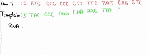 activity-541-synthesis-of-a-protein-sequence-a-tcttccctcctaaacgttcaaccggttcttaatccgc-a-simulation-activity-cgccagggccccgcccctcagaagttggt-sequence-b-in-this-activity-you-will-be-provided-with-26726