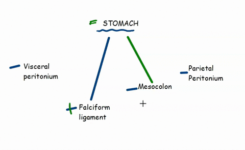 which-of-the-following-membranes-covers-the-stomach-a-falciform-ligament-b-mesocolon-c-parietal-peri-38517