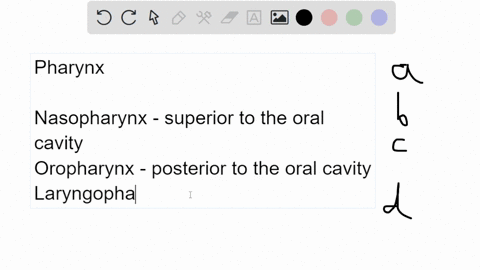 which-of-these-statements-about-the-pharynx-is-true-a-it-extends-from-the-nasal-and-oral-cavities-su-26308