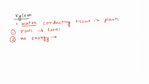 which-of-the-following-statements-about-xylem-is-incorrect-a-it-conducts-material-from-root-tips-to-leaves-b-the-conducting-cells-are-part-of-the-apoplast-c-it-transports-mainly-sugars-and-a-34616