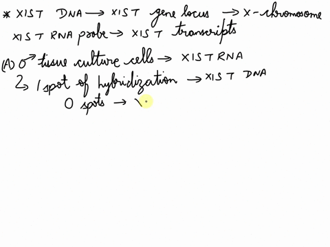 please-help-me-understand-how-you-get-them-you-have-human-cells-that-you-perform-fluorescent-in-situ-hybridization-on-using-a-yellow-probe-that-detects-xist-dna-and-another-red-probe-that-sp-26101