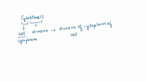if-cytokinesis-does-not-occur-after-mitotic-cell-division-what-would-happen-part-occured-properly-pts-assume-that-all-other-stages-of-mitosis-a-chromosomes-could-not-be-aligned-in-the-middle-76678