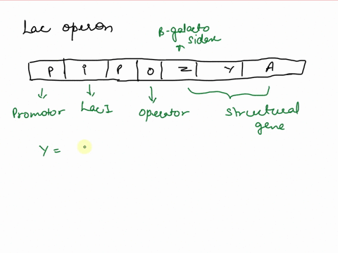 13_-in-the-space-below-draw-your-model-to-show-what-happens-when-the-lac-operon-is-turned-on_-include-and-label-regulator-gene-a-promoter-an-operator-three-structural-genes-lactase-gene-perm-76617
