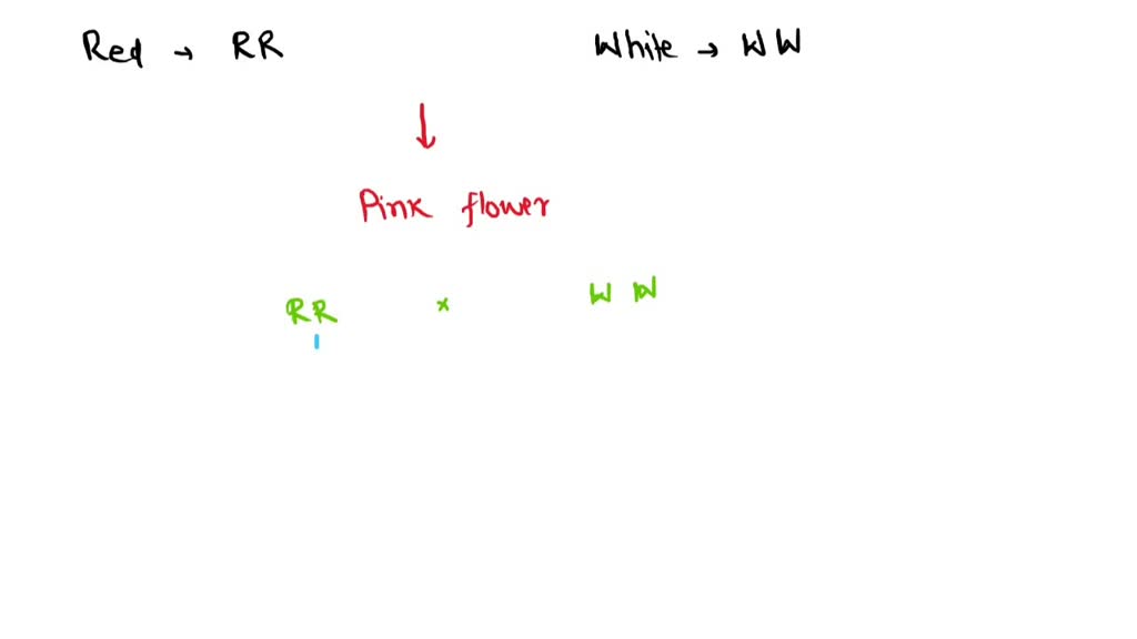 SOLVED pink four o'clock flowers are obtained from a cross between