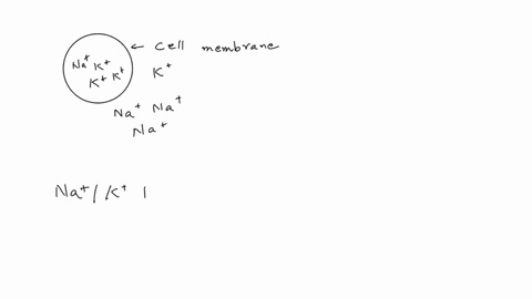 cells-have-a-higher-concentration-of-k-and-a-low-concentration-of-na-inside-the-mechanism-that-maintains-the-unequal-distribution-of-these-two-ions-across-cell-membranes-is-an-example-of-___-23714