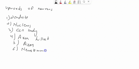 Correctly label the following anatomical features of a...