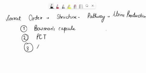 12-what-is-the-pathway-for-urine-production-and-excretion-put-these-urinary-structures-in-the-correct-order_-list-only-letters-ureteral-opening-b-descending-loop-of-henle-mnoi-major-calyces-10806