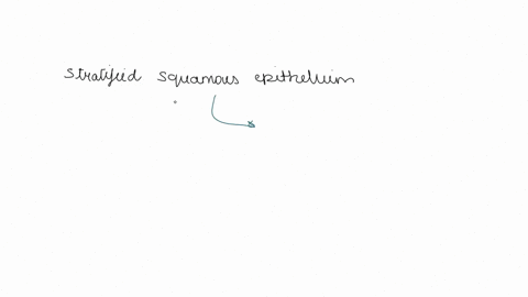 which-epithelial-type-is-highlighted-stralified-columnar-epithelium-transitional-epithelium-stralified-cuboidal-epithelium-stratified-squamous-epilhelium-submnit-betleaslen-37206