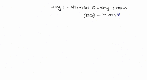what-is-the-role-of-single-stranded-binding-protein-in-dna-replication-72709