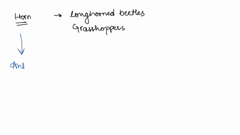 7-the-horn-of-longhorned-beetles-and-grasshoppers-is-referring-to-which-of-the-following-insect-organs-antenna-b-compound-eye-cfront-leg-d-front-wing-11293