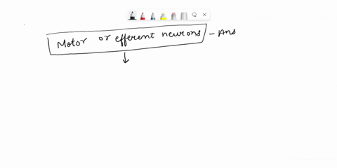 the-neurons-which-carry-impulses-from-the-central-nervous-system-to-the-periphery-are-called-84426