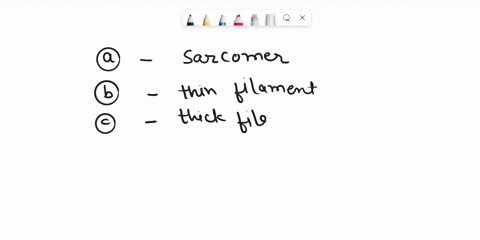 drag-the-labels-onto-the-diagram-to-identify-structural-features-associated-with-a-sarcomere-reset-help-zline-mine-saroomere-thickfilament-titin-zoneofoverlap-iband-thinflamerts-aband-42176