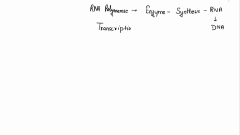 the-rna-polymerase-enzyme-binds-to-_________-initiating-transcription-a-amino-acids-b-trna-c-the-pro-66583