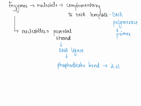 match-the-enzyme-to-its-description-group-of-answer-choices-joins-nucleotides-in-a-sequence-complementary-to-that-in-a-dna-template-choose-dna-polymerase-dna-ligase-helicase-telomerase-rna-p-65675