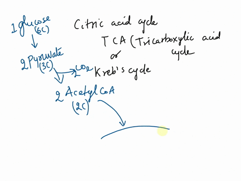 qquesiian-12-20-the-citric-acid-cycle-is-series-of-oxidation-rezctions-that-removes-carbon-atoms-from-substrates-in-the-form-af-coz-once-molecule-of-acetyl-coa-enters-the-citric-acid-cycle-h-7151
