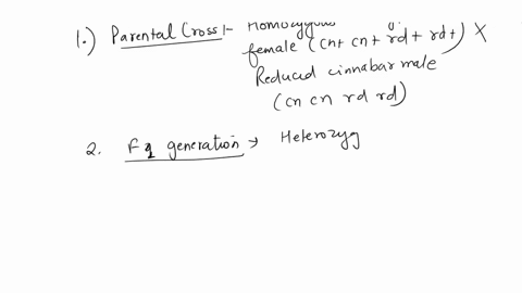 cinnabar-eyes-cn-and-reduced-bristles-rd-are-autosomal-recessive-characters-in-drosophila-a-homozygous-wild-type-female-was-crossed-to-a-reduced-cinnabar-male-and-the-f1-males-were-then-cros-03142