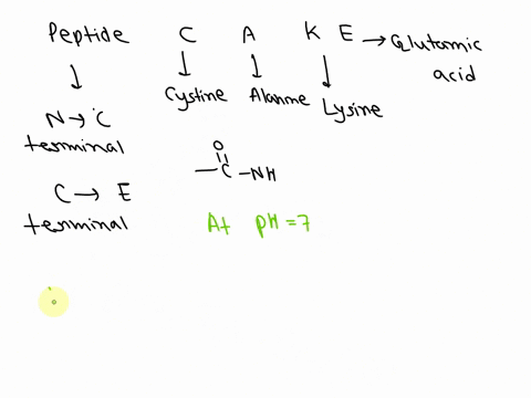 1-draw-the-peptide-cake-include-chirality-and-protonation-states-at-physiological-ph-what-is-the-overall-charge-of-the-peptide-27479