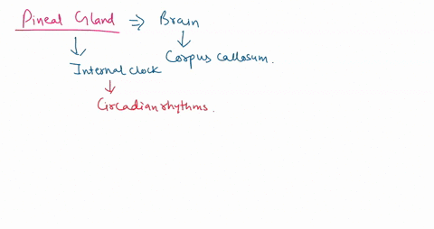 queztlon-the-pineal-gland-controlled-by-the-suprachiasmatic-nucleus-scn-of-the-hypothalamus-secretes-thyrotropin-melatonin-gonadotropin-oxytocin-52188
