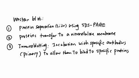 you-will-be-using-your-purified-antibody-sample-in-a-western-blot-determine-the-correct-order-of-the-main-steps-of-a-western-blot-below-incubation-with-specific-antibodies-to-allow-them-to-b-19866