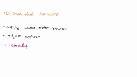 medial-versus-lateral-spinal-cord-interneurons-differ-in-location-and-pattern-of-connections-describe-how-these-anatomical-distinctions-correspond-to-functional-differences-summarize-the-rol-54085