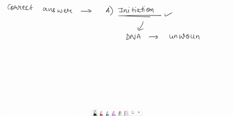 which-step-happens-first-in-dna-replication-a-initiation-b-elongation-c-termination-d-none-of-the-above-65883