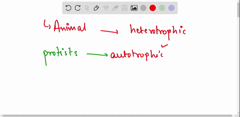 how-do-animal-like-protists-differ-from-plant-like-protists-a-animal-like-protists-are-autotrophic-in-nature-while-plant-like-protists-are-heterotrophic-b-animal-like-protists-are-mostly-aut-02628