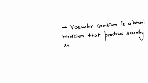 modified-true-or-false-vascular-cambium-is-a-lateral-meristem-that-produces-secondary-xylem-and-secondary-phloem-vascular-cambium-arises-from-the-stem-cells-between-and-within-the-vascular-bundles-bot