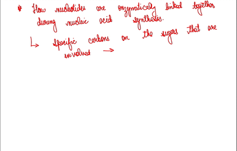 explain-how-nucleotides-are-enzymatically-linked-together-during-nucleic-acid-synthesis-identify-the-specific-carbons-on-the-sugars-that-are-involved-07285