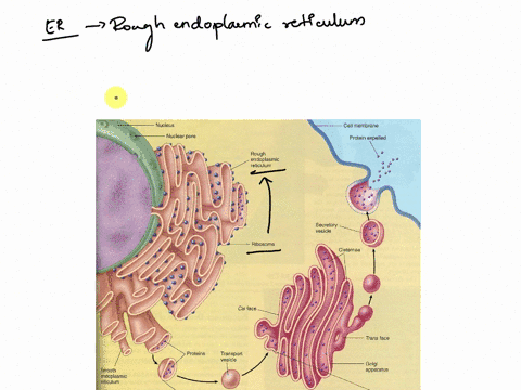 endoplasmic reticulum endoplasmic reticulum with ribosomes attached to ...
