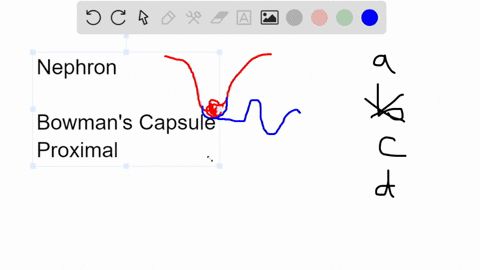 which-of-the-following-statements-about-the-nephron-is-false-a-the-collecting-duct-empties-into-the-26925