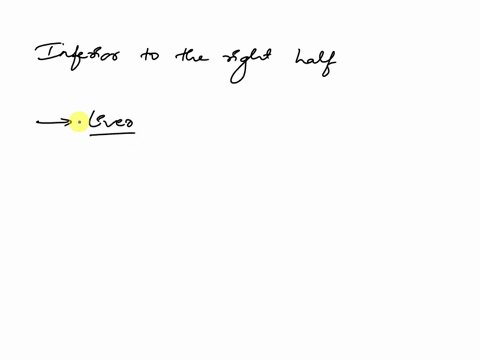 what-organ-lies-inferior-to-the-right-half-of-the-diaphragm-70443