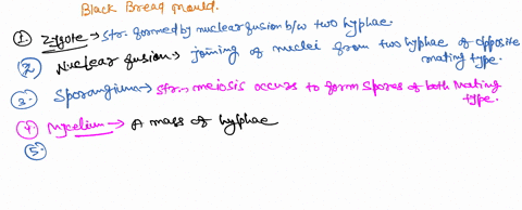 label-the-image-below-to-test-your-understanding-of-the-life-cycle-of-black-bread-mold-place-your-cursor-on-the-boxes-for-hints-zygote-that-has-developed-haploid-n-protective-outer-covering-79454
