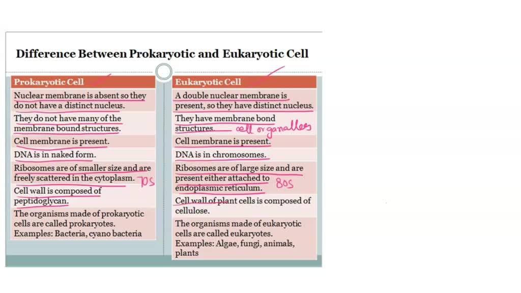 SOLVED: 'Answer the question Scale of cells (video) Structure  ucture-of-a-celVprokaryotic-and-eukaryotic-cells /e/prokaryotic-and-eukaryotic-cells A single prokaryotic cell can divide  several times in an hour: Most eukaryotic cells cannot divide this ...