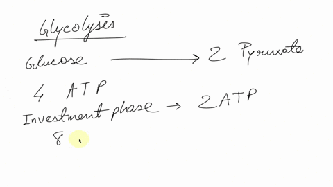 you-have-5-glucose-molecules-and-2-triglyceride-molecules-comprised-of-stearic-acid-there-is-plenty-of-oxygen-so-all-of-your-substrate-will-undergo-oxidative-phosphorylation-start-with-your-04062
