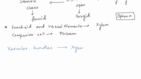 1-which-of-the-following-cells-regulate-the-opening-and-closing-of-stomata-group-of-answer-choices-a-guard-cells-b-tracheids-c-vessel-elements-d-companion-cells-e-trichomes-2-all-vascular-bu-15267