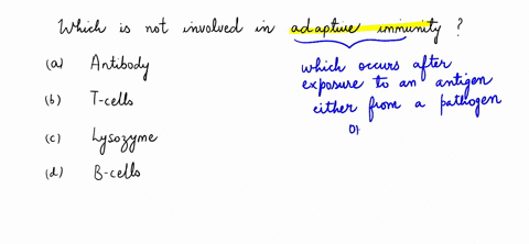 which-is-not-involved-in-adaptive-immunity-antibody-t-cells-lysozyme-b-cells-57841