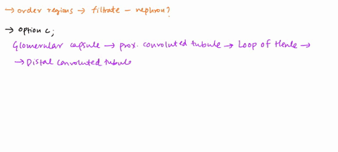which-of-the-following-is-the-correct-order-of-regions-that-filtrate-travels-in-the-nephron-0a-glomerular-capsule-proximal-convoluted-tubule-loop-ol-henle-collecting-duct-distal-convoluted-t-18267