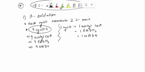 how-many-atp-would-ultimately-be-generated-from-the-complete-oxidation-of-an-18-carbon-stearoyl-coa-stearoyl-coa-is-the-18-carbon-saturated-fatty-acid-stearic-acid-attached-to-coenzyme-a-una-77331