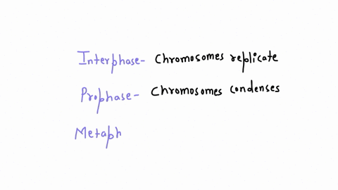 match-the-phase-of-the-cell-cycle-with-the-events-that-occur-during-that-phase-interphase-chromosomes-condense-and-become-attached-to-spindle-fibers-prophaseprometaphase-b-dyad-chromosomes-a-56102
