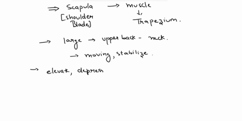 which-of-the-following-muscles-moves-the-scapula-bicepsbrachii-triceps-brachii-pectoralis-major-latissimus-dorsi-otrapezius-83493