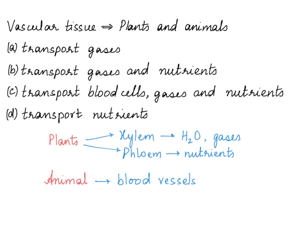 SOLVED: What do the vascular tissue of plants and the vascular tissue of  animals have in common? both types of tissue transport gases around the  body of the organism both types of