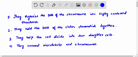 what-is-the-role-of-cohesin-proteins-in-cell-division-a-they-organize-the-dna-of-the-chromosomes-int-29009