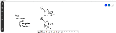 enzymes that break down dna catalyze the hydrolysis of the covalent ...