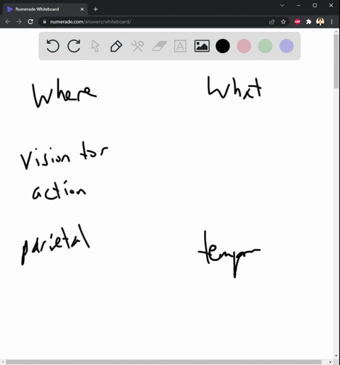 consider-the-what-and-where-streams-in-visual-processing-explain-a-what-types-of-information-each-stream-is-responsible-for-processing-b-what-type-of-problem-damage-to-each-stream-results-in-16607