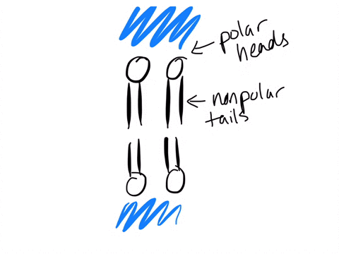 which-statement-correctly-describes-why-the-phospholipids-of-the-cell-membrane-arrange-the-way-they-do-in-a-bilayer-the-nonpolar-tails-are-repelled-by-water-so-they-position-themselves-in-th-68065